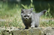 BRITISH SHORTHAIR C011